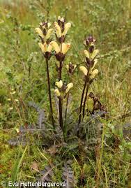Attēlu rezultāti vaicājumam “Pedicularis sceptrum-carolinum leaf”