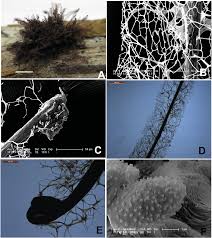 Attēlu rezultāti vaicājumam “Stemonitis marjana spores”