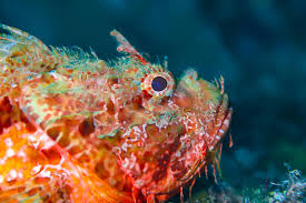 Image result for Scorpaena scrofa