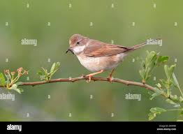 Attēlu rezultāti vaicājumam “Sylvia communis”