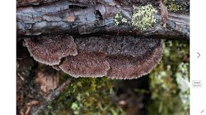 Attēlu rezultāti vaicājumam “Gloeophyllum abietinum”