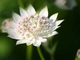 Attēlu rezultāti vaicājumam “Astrantia major fruit”