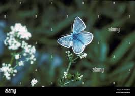 Attēlu rezultāti vaicājumam “Agrodiaetus damon”