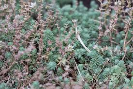 Attēlu rezultāti vaicājumam “Sedum hispanicum fruit”