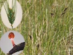 Attēlu rezultāti vaicājumam “Claviceps purpurea”