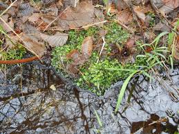 Attēlu rezultāti vaicājumam “Pellia neesiana”