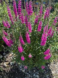 Image result for Lythrum salicaria
