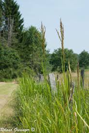 Attēlu rezultāti vaicājumam “Glyceria maxima fruit”