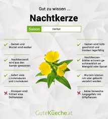 Image result for Nachtkerze