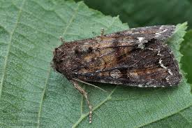 Attēlu rezultāti vaicājumam “Ceramica pisi”