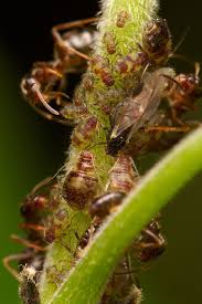 Attēlu rezultāti vaicājumam “Chaitophorus populeti”