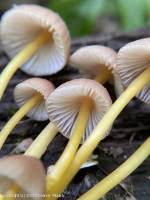 Attēlu rezultāti vaicājumam “Mycena renati”
