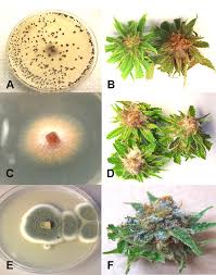 Attēlu rezultāti vaicājumam “Oxycoccus bud”