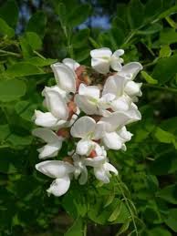 Attēlu rezultāti vaicājumam “Robinia”