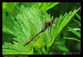 Attēlu rezultāti vaicājumam “Cordulia aenea”