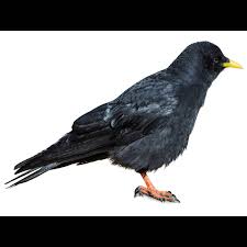 Image result for Pyrrhocorax pyrrhocorax