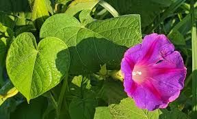 Image result for Ipomoea purpurea