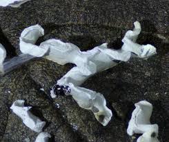 Attēlu rezultāti vaicājumam “Physarum bivalve sessile”