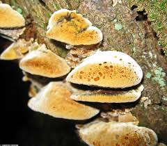 Attēlu rezultāti vaicājumam “Inonotus radiatus”