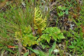 Attēlu rezultāti vaicājumam “Botrychium multifidum”