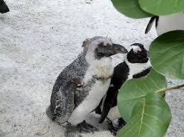 Image result for Spheniscus demersus