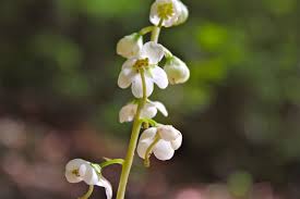 Attēlu rezultāti vaicājumam “Pyrola rotundifolia flower”