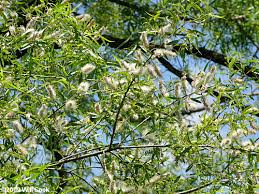 Attēlu rezultāti vaicājumam “Salix pentandra fruit”
