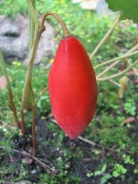 Attēlu rezultāti vaicājumam “Podophyllum hexandrum fruit”