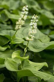 Attēlu rezultāti vaicājumam “Maianthemum bifolium flower”