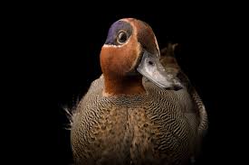 Attēlu rezultāti vaicājumam “Anas crecca male”