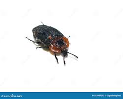 Attēlu rezultāti vaicājumam “Oiceoptoma thoracicum”