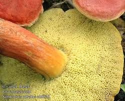 Attēlu rezultāti vaicājumam “Xerocomus rubellus”