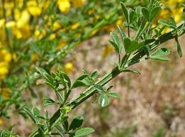 Attēlu rezultāti vaicājumam “Cytisus scoparius”