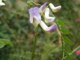 Attēlu rezultāti vaicājumam “Vicia sylvatica flower”