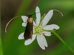 Attēlu rezultāti vaicājumam “Cauchas rufimitrella”