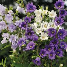 Attēlu rezultāti vaicājumam “Campanula trachelium flower”