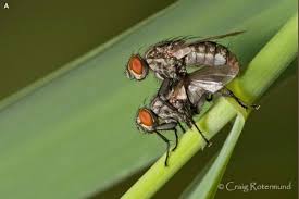 Attēlu rezultāti vaicājumam “Sarcophagidae”