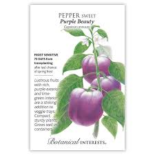 Afbeeldingsresultaat voor purple beauty sweet pepper