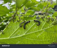 Attēlu rezultāti vaicājumam “Nematus ribesii”