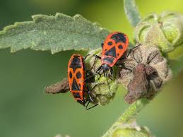 Attēlu rezultāti vaicājumam “Pyrrhocoris apterus”