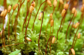 Attēlu rezultāti vaicājumam “Plagiomnium undulatum sporophyte”