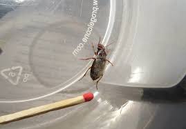 Attēlu rezultāti vaicājumam “Pseudoophonus rufipes”