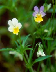 Attēlu rezultāti vaicājumam “Viola arvensis”