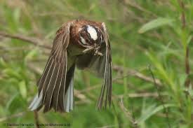 Image result for Emberiza leucocephalos