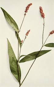 Attēlu rezultāti vaicājumam “Persicaria maculosa leaf”