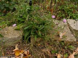 Image result for Knautia arvensis