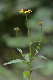 Image result for Rudbeckia fulgida