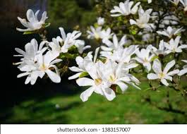 Attēlu rezultāti vaicājumam “Magnolia kobus flower”