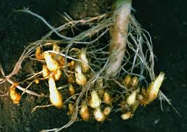 Attēlu rezultāti vaicājumam “Orobanche coerulescens bud”