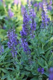 Image result for Salvia nemorosa